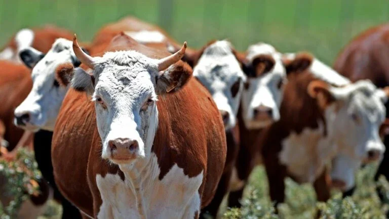 Setor pecuário do Mercosul demanda oferta melhor para acordo com UE