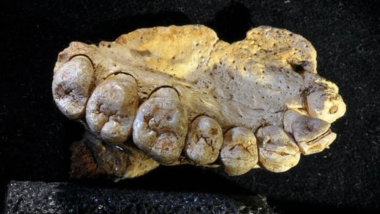 Fóssil humano mais antigo do mundo é encontrado em Israel