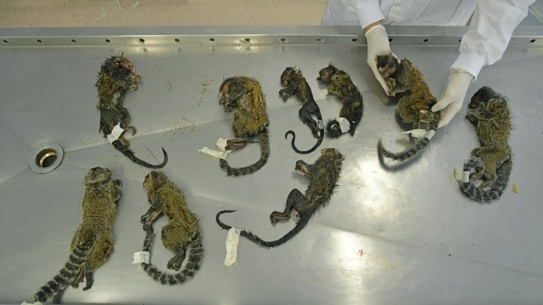 Temor de febre amarela motiva massacre de macacos no Rio de Janeiro