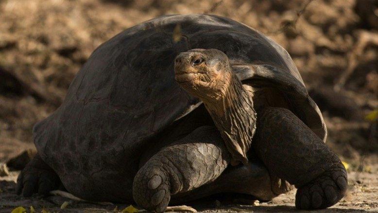 Nascem crias da mais recente tartaruga gigante descoberta em Galápagos