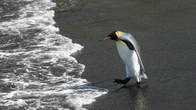Pinguins-reis enfrentarão exílio ou morte por mudanças climáticas