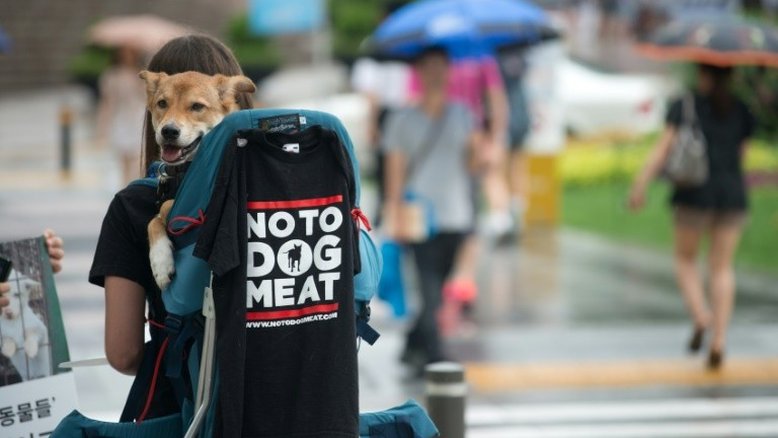 Restaurantes sul-coreanos vão servir carne de cachorro nas Olimpíadas