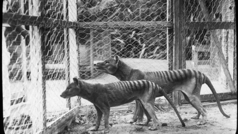 Tigre da Tasmânia passava por transformação na bolsa de sua mãe