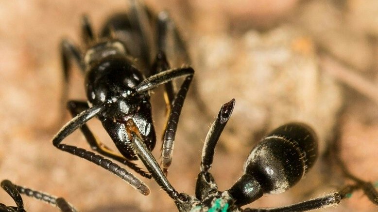Algumas formigas têm enfermeiras para as guerreiras feridas (estudo)