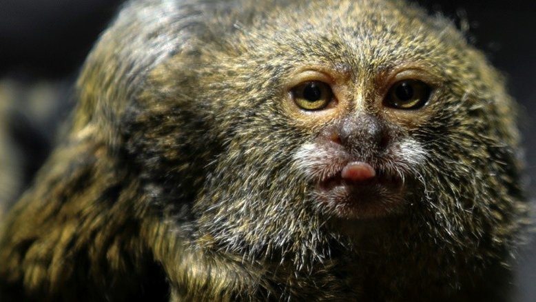 Qual é o continente com mais espécies animais?