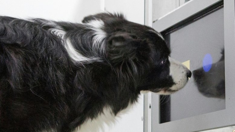 Video games ajudam o cérebro dos cães