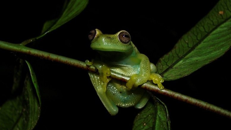 Nova espécie de rã é descoberta em serra entre Colômbia e Venezuela