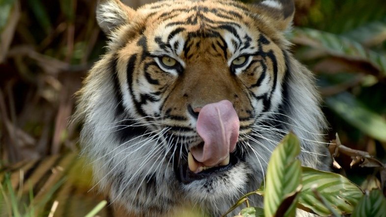 Domador de circo morre após ser atacado por 4 tigres