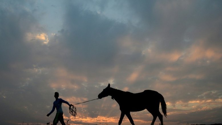 Soros produzidos por cavalos têm anticorpos potentes contra Covid-19