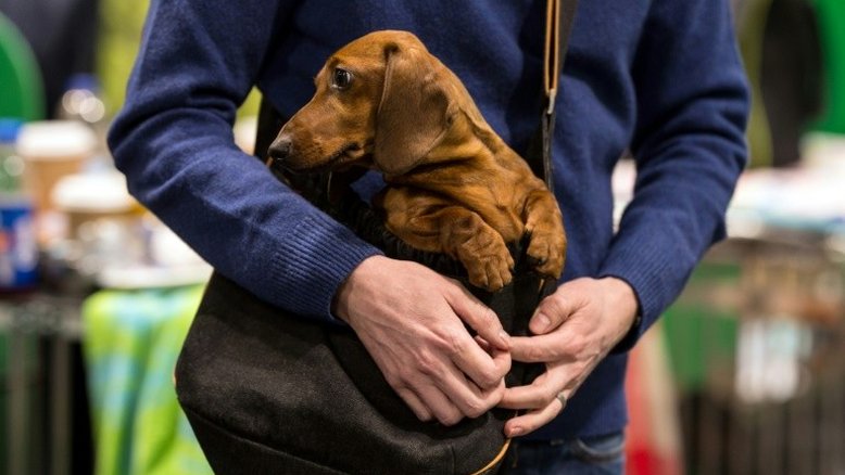 Exposição mostra como os cães são os melhores amigos dos deficientes