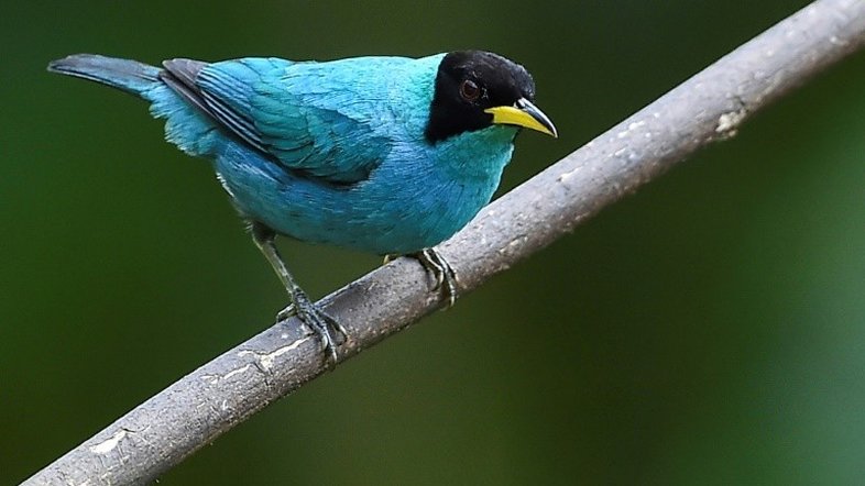 Especialistas revelam ao mundo o alcance da crise da biodiversidade
