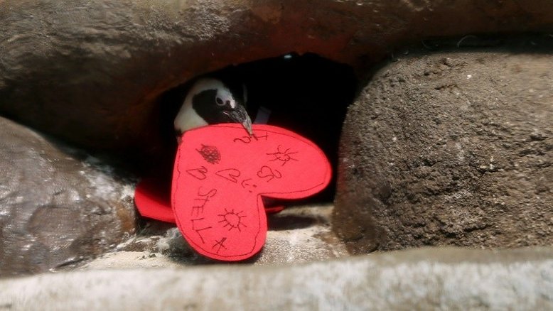Solidão aumenta risco de morte por infarto e AVC