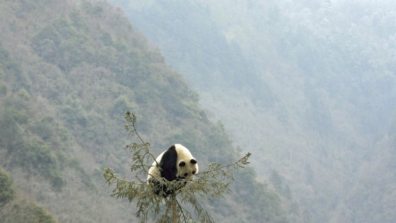 China planeja parque nacional para pandas de 2,7 milhões de hectares