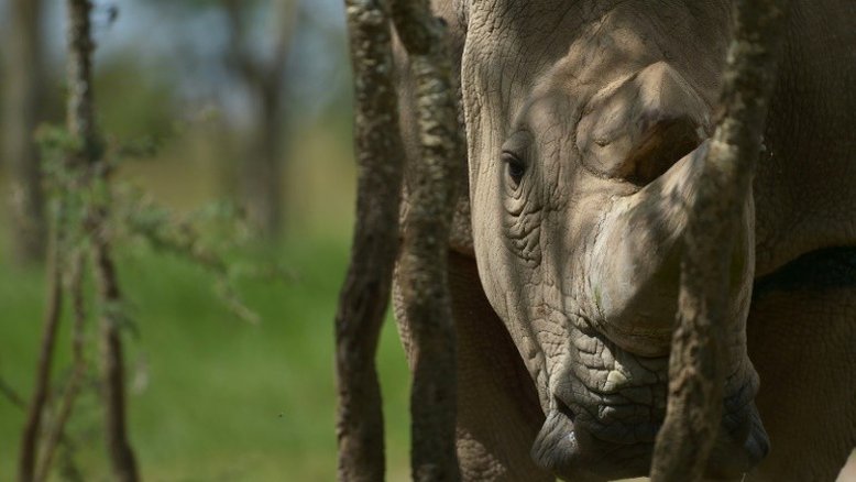 Morre no Quênia último rinoceronte branco do norte macho