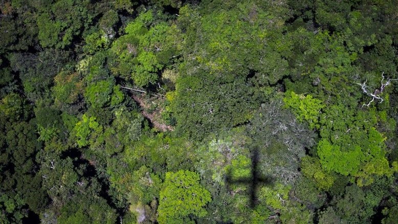 Mudanças no clima podem ameaçar 50% das espécies da Amazônia a Madagascar