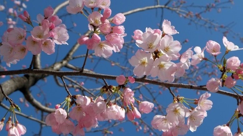 Primavera começa hoje, mas chuvas devem se fixar apenas em outubro
