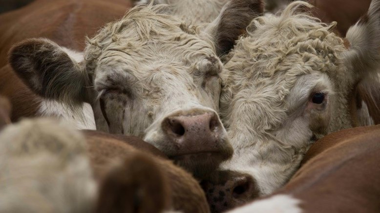 Uruguai perde um milhão de toneladas de alimentos por ano, diz a FAO