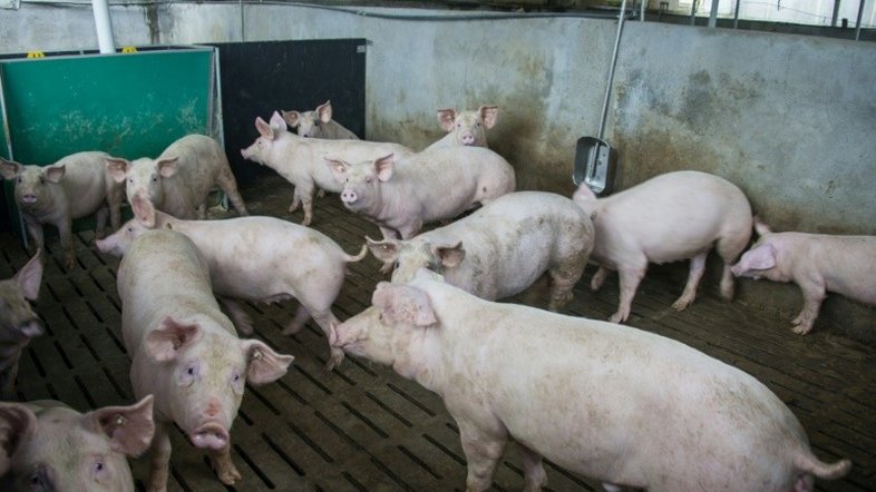 Pesquisadores conseguiram manter vivas células de cérebros de porcos decapitados