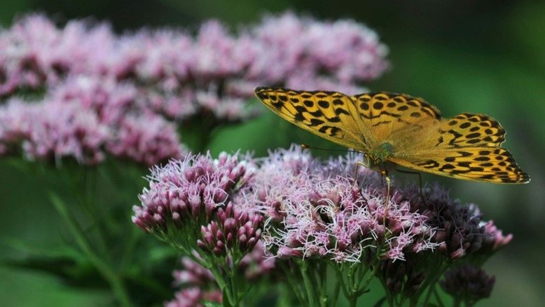 Mudanças climáticas fazem florescer cumes das montanhas, por enquanto
