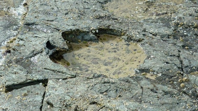Descobertas pegadas de dinossauros em ilha escocesa