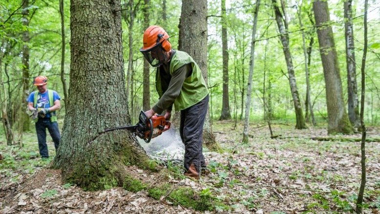 Polônia infringiu leis da UE na floresta protegida de Bialowieza