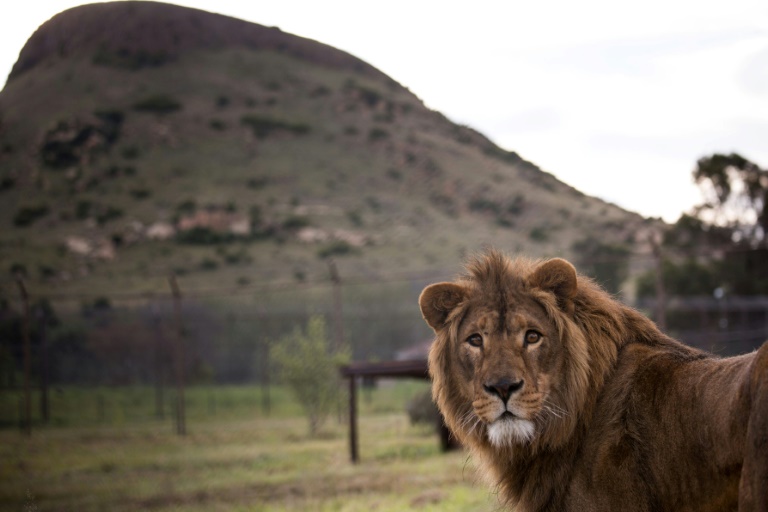 Homem é devorado por dois jovens leões na África do Sul