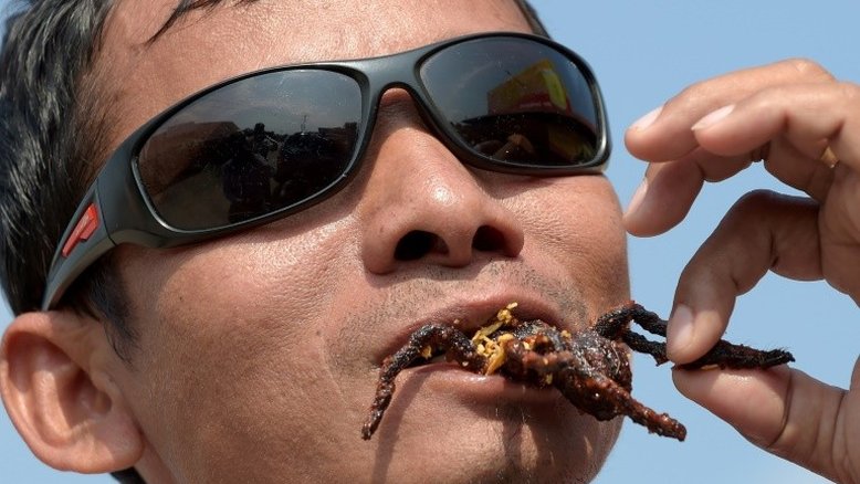 Tarântulas, vítimas dos desmatamento e da gastronomia no Camboja