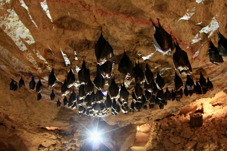 Descoberto na China novo coronavírus que provém de morcegos