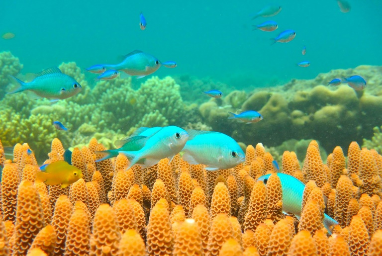 Austrália investirá milhões para salvar a Grande Barreira de Corais