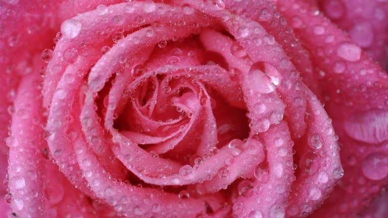 Pesquisadores descobrem segredos espinhosos do DNA da rosa