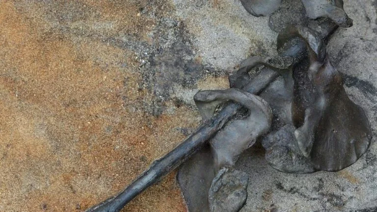 Ossos achados na Dinamarca revelam cena de batalha violenta há 2.000 anos