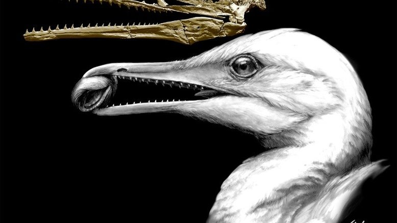 Primeiras aves tinham dentes, diz estudo