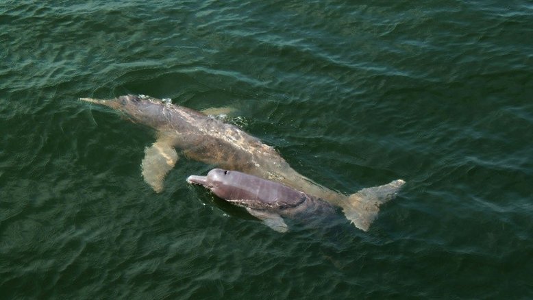 População de golfinhos do Amazonas cai à metade a cada dez anos