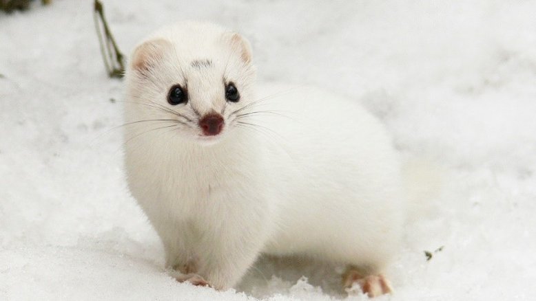 Menos neve expõe doninhas a predadores, dizem cientistas