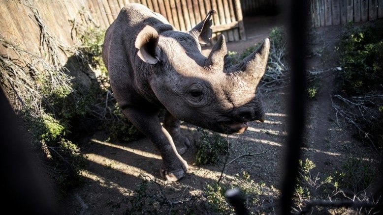 Rinocerontes ameaçados de extinção são levados da África do Sul para o Chade