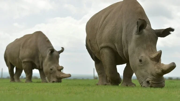 Gravidez em zoo da Califórnia pode salvar subespécie de rinoceronte