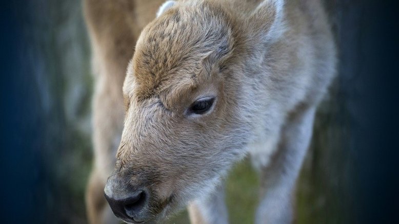 Filhote de bisão americano branco nasce em zoológico de Belgrado