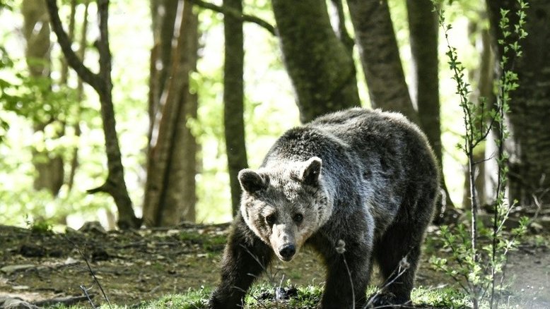 Conheça o santuário na Grécia que acolhe ursos e lobos traumatizados