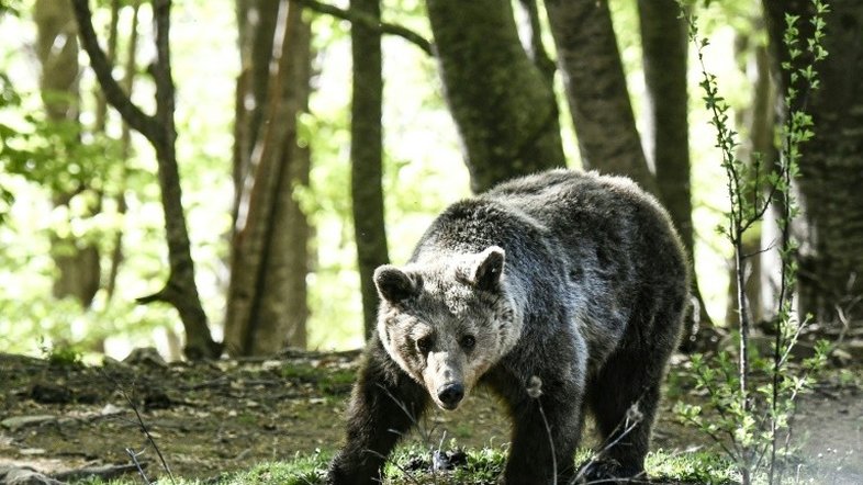 Conheça o santuário na Grécia que acolhe ursos e lobos traumatizados