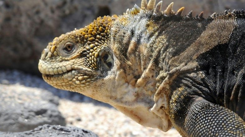 Iguanas terrestres trocam de ilha em Galápagos por falta de comida