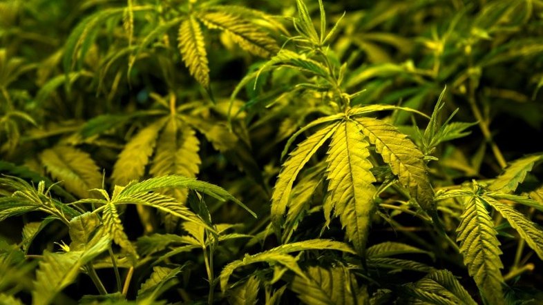 Número de usuários de canabidiol sobe 9 vezes em 4 anos
