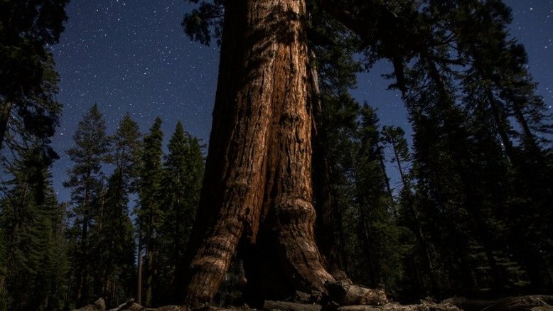 As sequoias gigantes de Yosemite, sob as estrelas