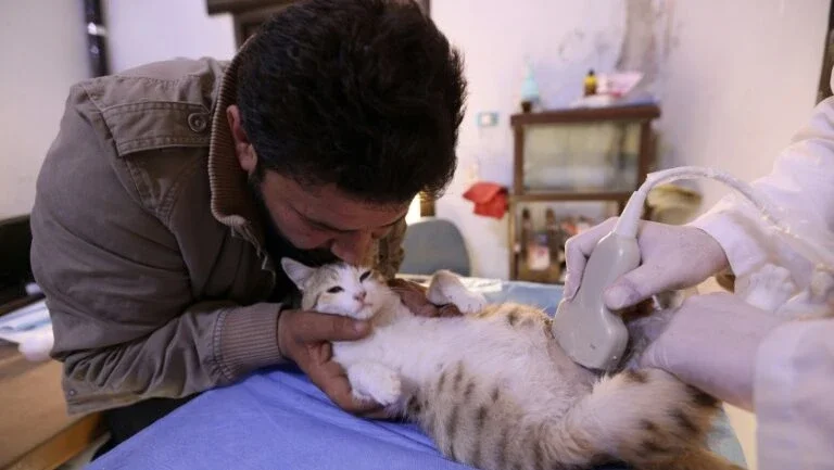 Governo do RJ sanciona lei para a criação hospitais veterinários públicos