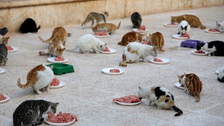 Gatos ganham abrigo improvisado em meio à destruição da guerra na Síria