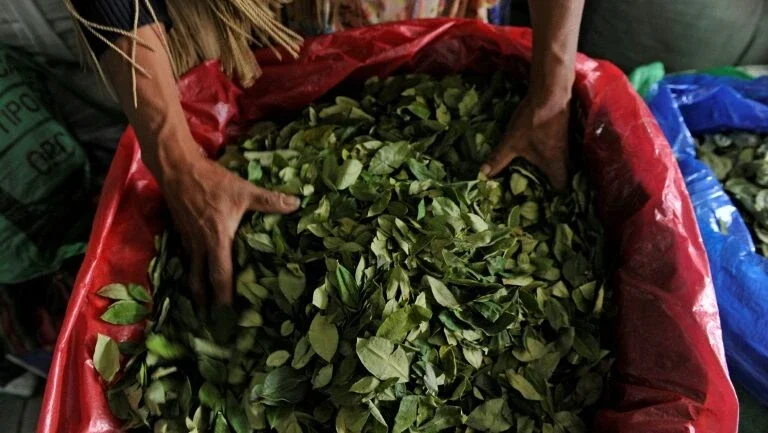 Peru erradica mais de 14.000 hectares de folhas de coca