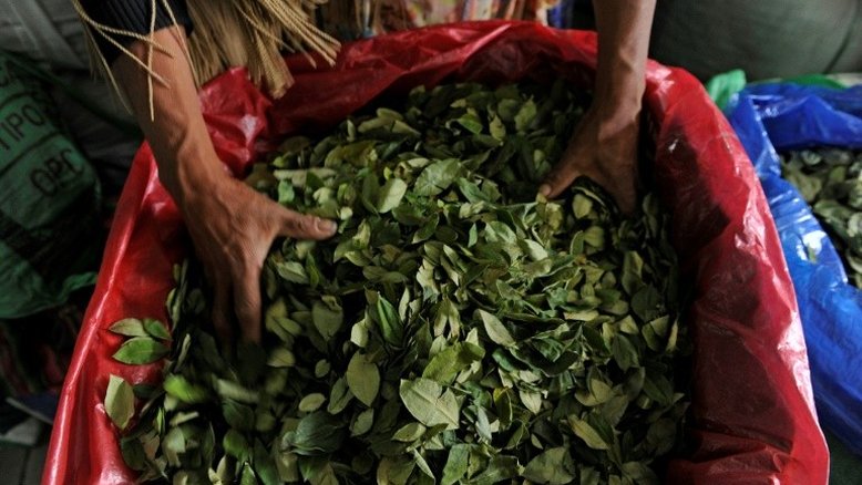 Peru erradica mais de 14.000 hectares de folhas de coca