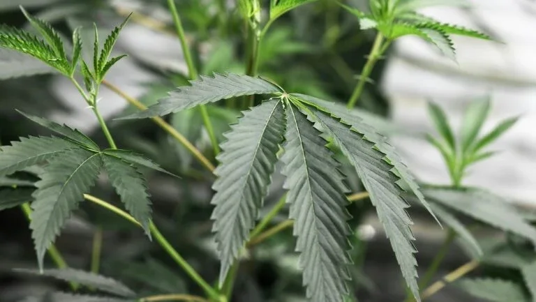 Pés de maconha encontrados em prédio usado por parlamentares no Japão