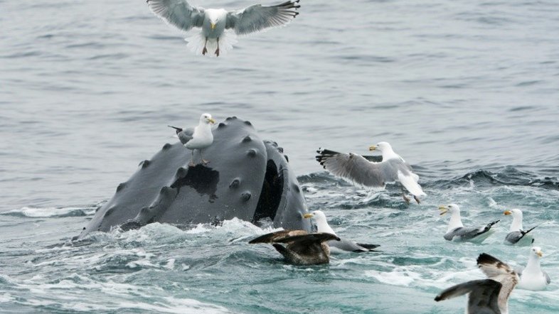 Baleia morre depois de engolir 80 sacolas plásticas na Tailândia