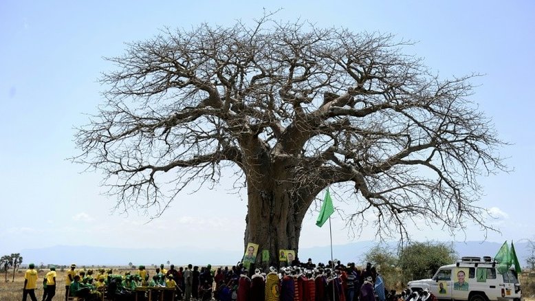 Morte sem precedentes de babobás milenares africanos assustam pesquisadores