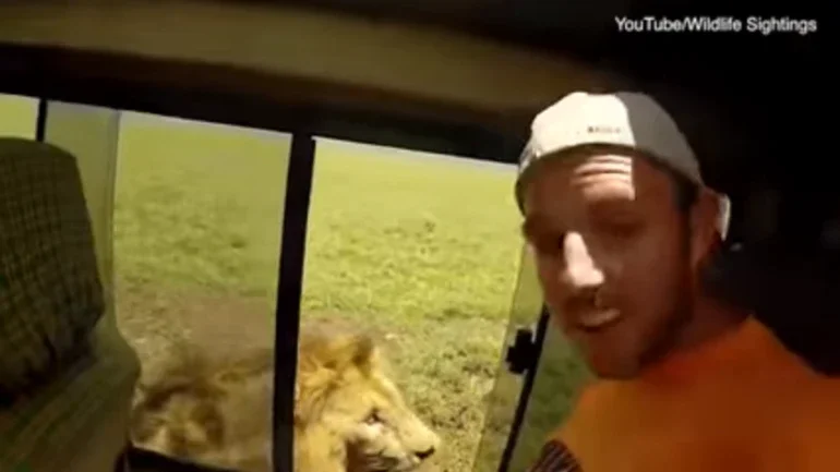 Turista passa por grande perigo ao tentar acariciar leão; vídeo